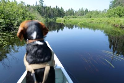 Beagle in canoe on Craig Lake