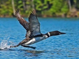 Loon take off