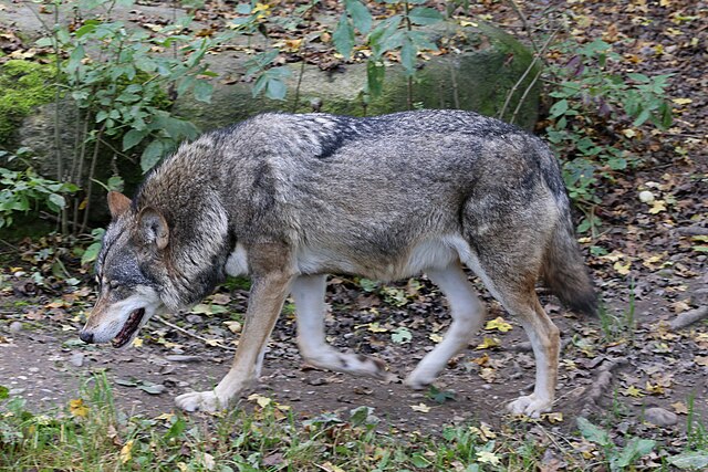 A gray wolf in the wilderness of Isle Royale